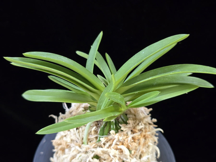 Neofinetia falcata 'Wonhong' 원홍 元紅
