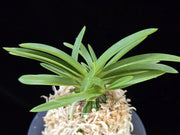 Neofinetia falcata 'Wonhong' 원홍元紅