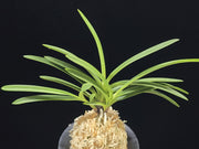 Neofinetia falcata 'Ryusei' 유성 流星