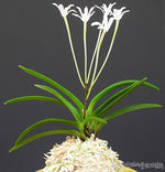 Carica l'immagine nel visualizzatore Galleria, Neofinetia falcata 'Ryusei' 유성 流星