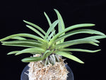 Load image into Gallery viewer, Neofinetia falcata 'Jangjahong' 장자홍 長紫紅