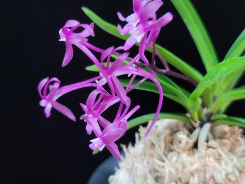 Neofinetia falcata 'Jangjahong' 장자홍 長紫紅