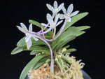Load image into Gallery viewer, Neofinetia falcata 'Tenkobai' 천홍매 天紅梅