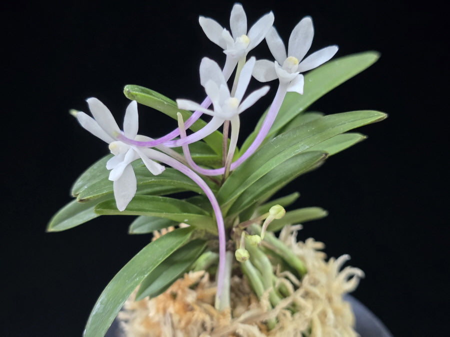 Neofinetia falcata 'Tenkobai' 천홍매 天紅梅