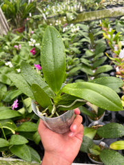 Phalaenopsis Purple Martin var. blue