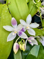 Carica l'immagine nel visualizzatore Galleria, Phalaenopsis speciosa 'Mauve'