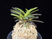 Neofinetia falcata 'Hanryeo' 한려 閑麗