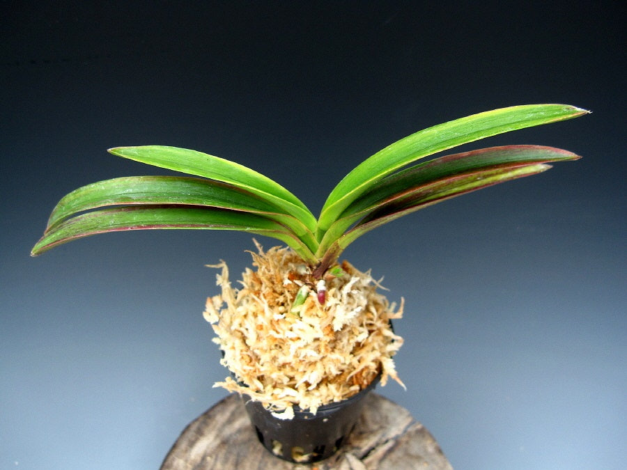 Neofinetia falcata 'Beniogi' 홍선 紅扇