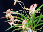 Load image into Gallery viewer, Neofinetia falcata 'Benikaede' 홍풍 紅楓