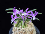 Load image into Gallery viewer, Neofinetia falcata 'Honghyeon' 홍현 紅玄