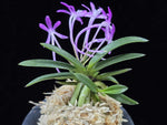 Load image into Gallery viewer, Neofinetia falcata 'Honghyeon' 홍현 紅玄