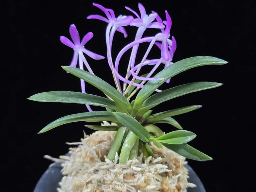 Neofinetia falcata 'Honghyeon' 홍현 紅玄