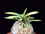 Load image into Gallery viewer, Neofinetia falcata 'Hanagoromo' 화의 花衣 tora