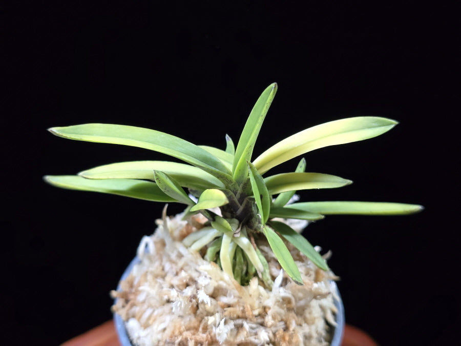 Neofinetia falcata 'Hanagoromo' 화의 花衣 tora