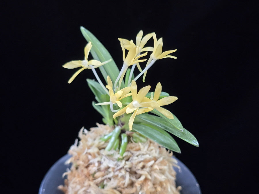 Neofinetia falcata 'Hwangok' 황옥黃玉