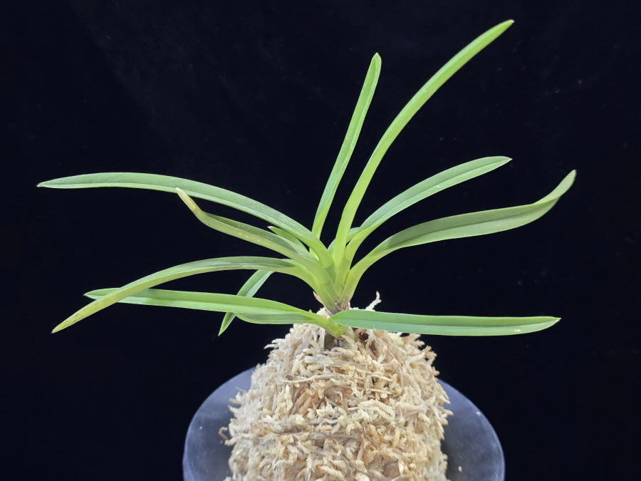 Neofinetia falcata 'Ouza no Mai' (Kouga no Mai) 황좌지무 皇座の舞