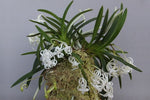 Load image into Gallery viewer, Neofinetia falcata 'Ouza no Mai' (Kouga no Mai) 황좌지무 皇座の舞