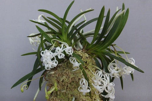 Neofinetia falcata 'Ouza no Mai' (Kouga no Mai) 황좌지무 皇座の舞
