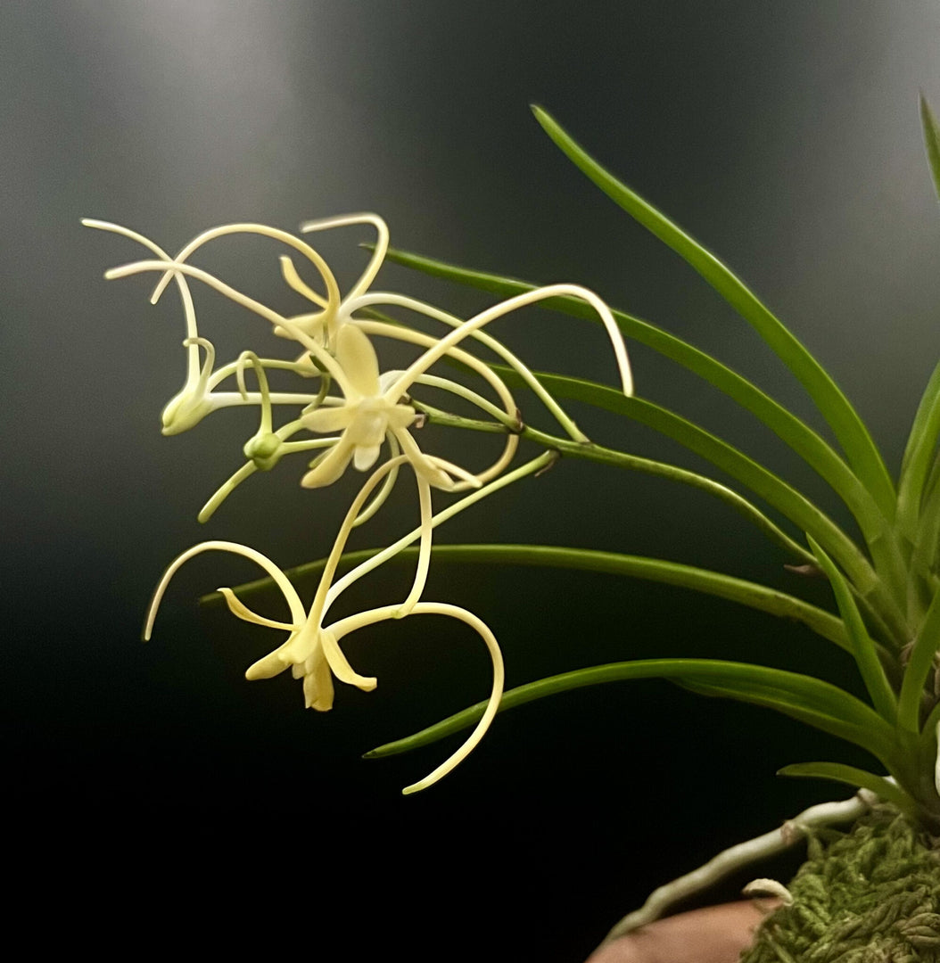Neofinetia falcata 'Hwangjiyeon' 황지연 黃池淵