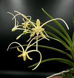 Load image into Gallery viewer, Neofinetia falcata 'Hwangjiyeon' 황지연 黃池淵
