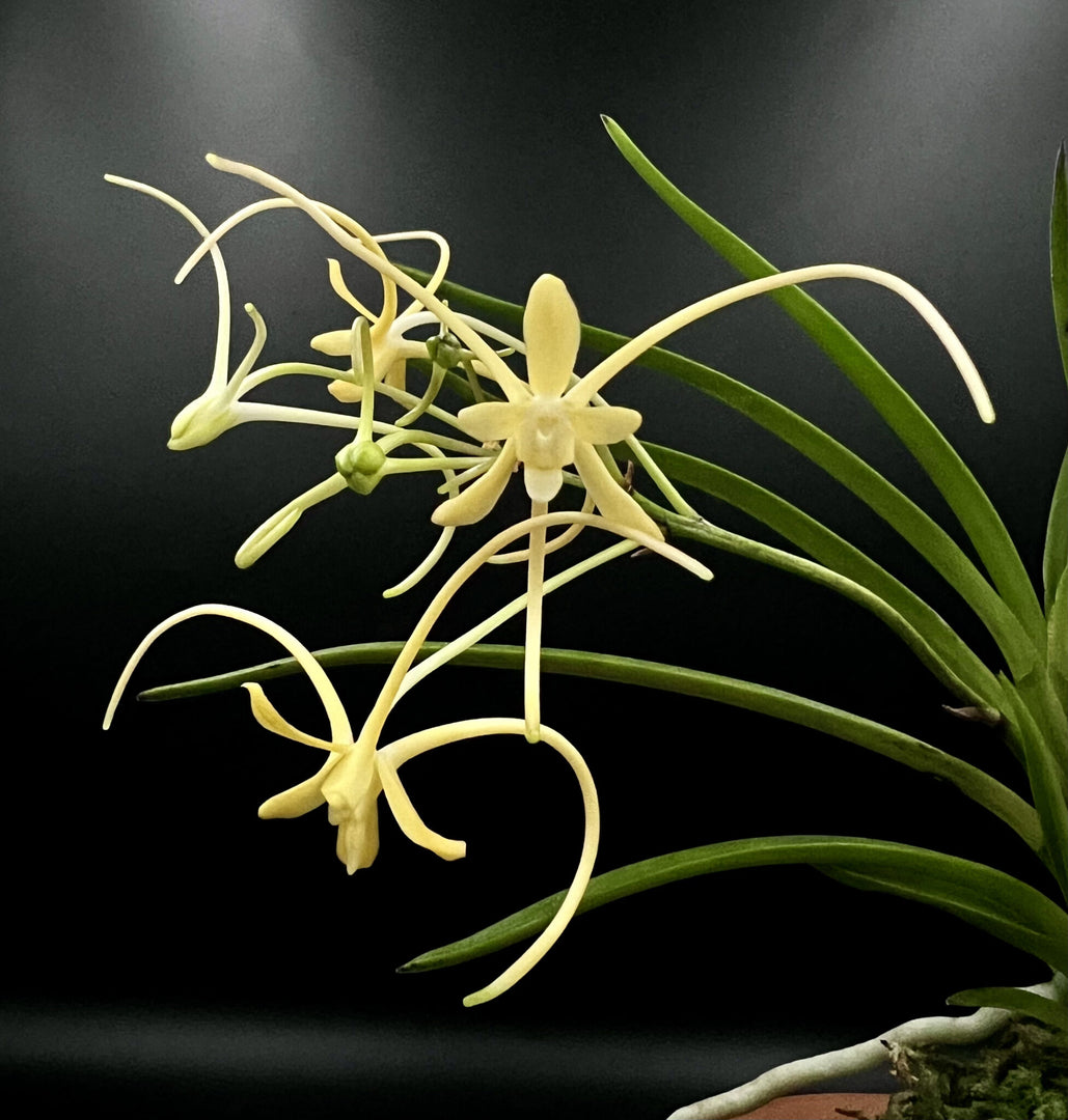 Neofinetia falcata 'Hwangjiyeon' 황지연 黃池淵