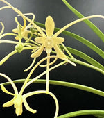Load image into Gallery viewer, Neofinetia falcata 'Hwangjiyeon' 황지연 黃池淵