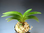 Load image into Gallery viewer, Neofinetia falcata 'Yokozuna' 횡강 横綱