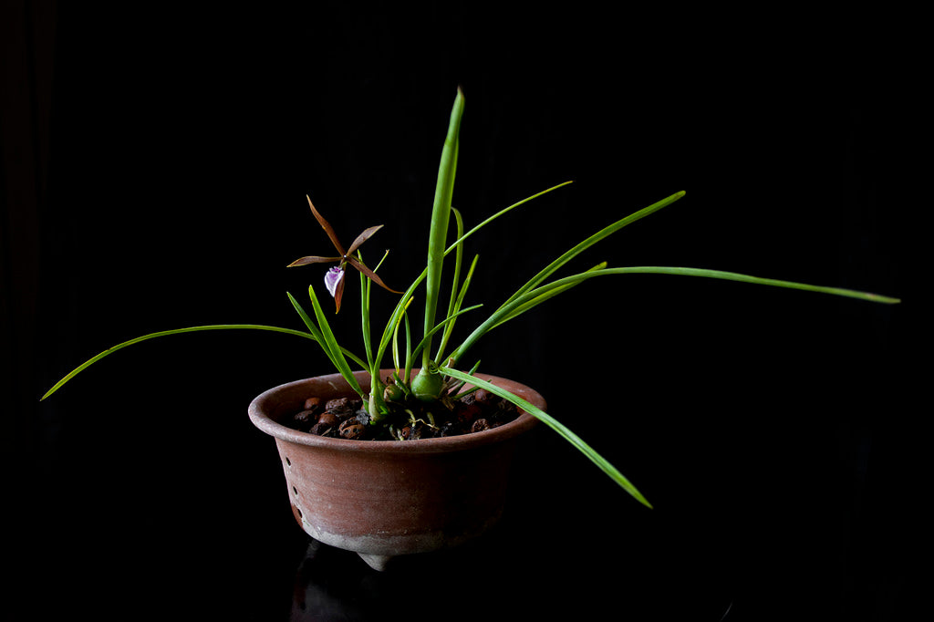 Encyclia bractescens