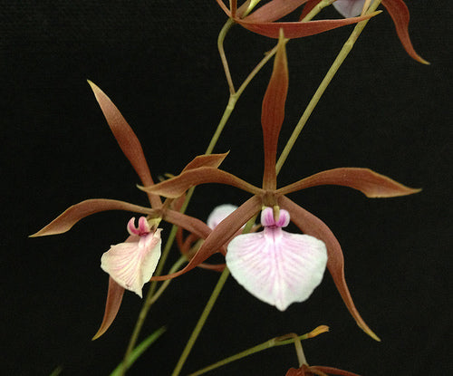 Encyclia bractescens