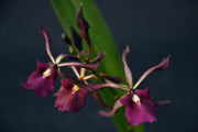 Encyclia cochleata x cordigera
