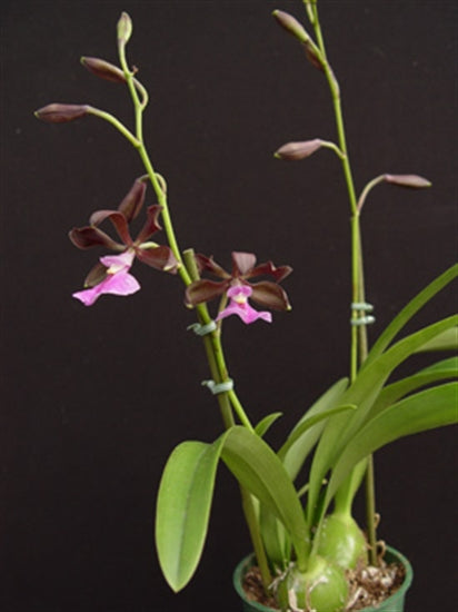 Encyclia cordigera