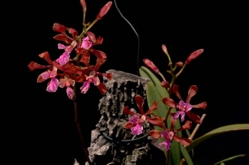 Encyclia hanburyi