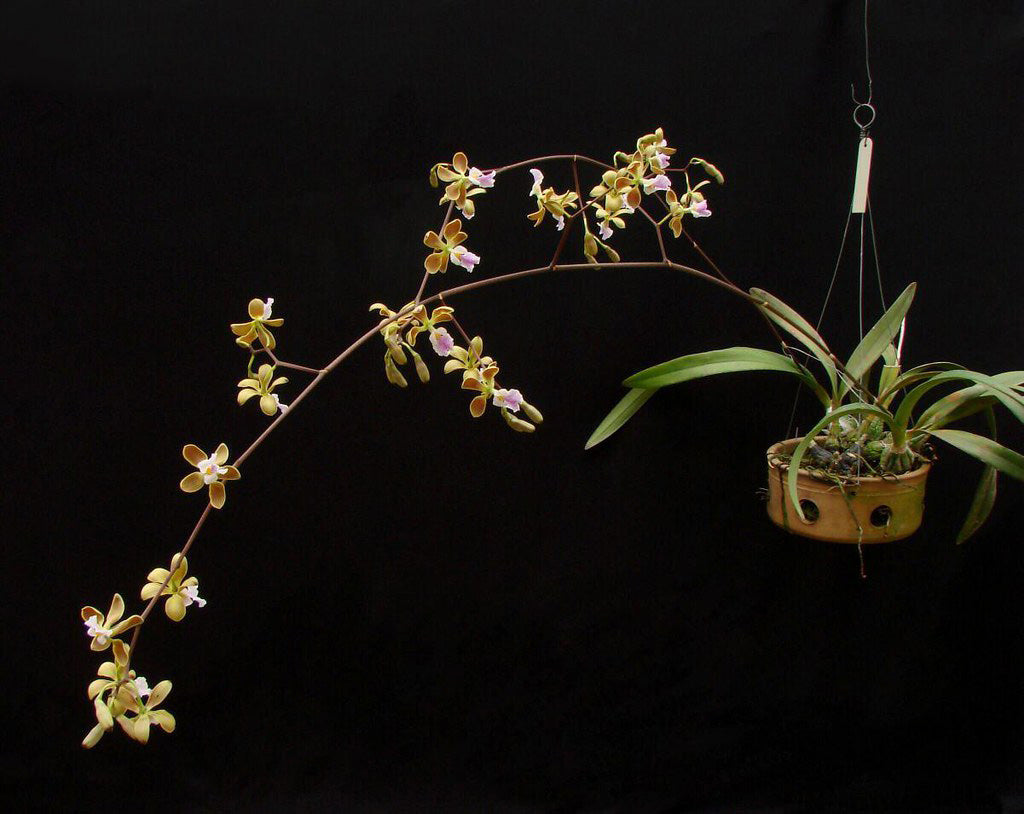 Encyclia megalantha