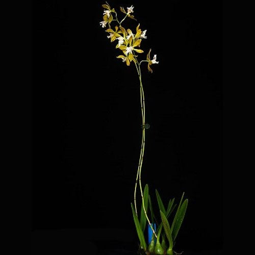 Encyclia plicata var. alba