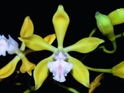 Encyclia plicata var. alba