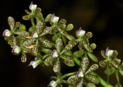 Encyclia wasp