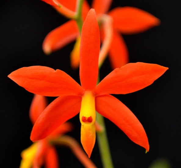 Epidendrum vitellinum (ex. Encyclia vitellina)