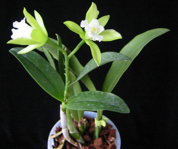 Epicattleya Siam Jade