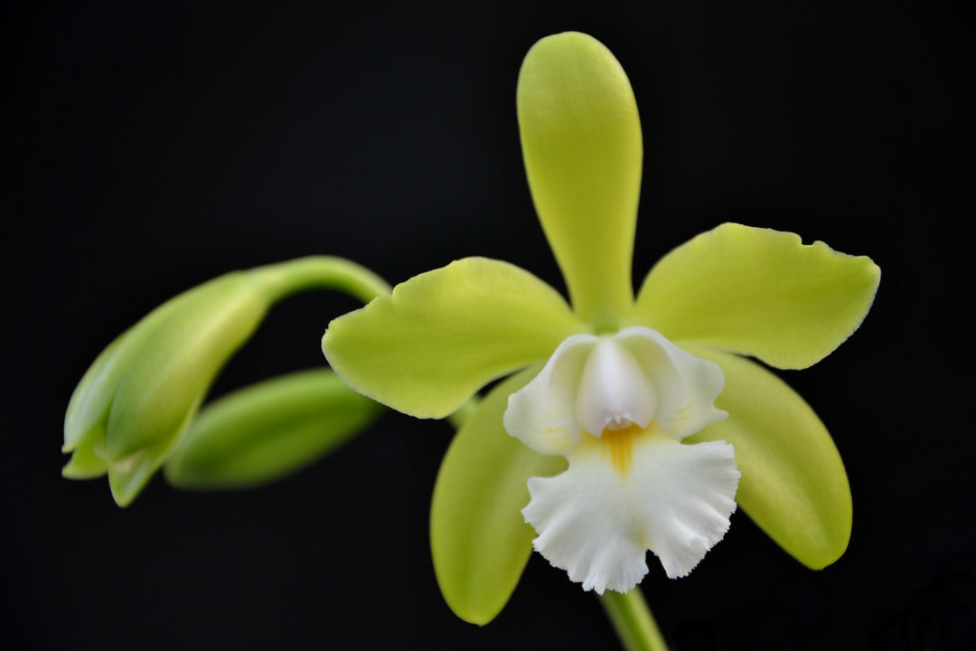 Epicattleya Siam Jade