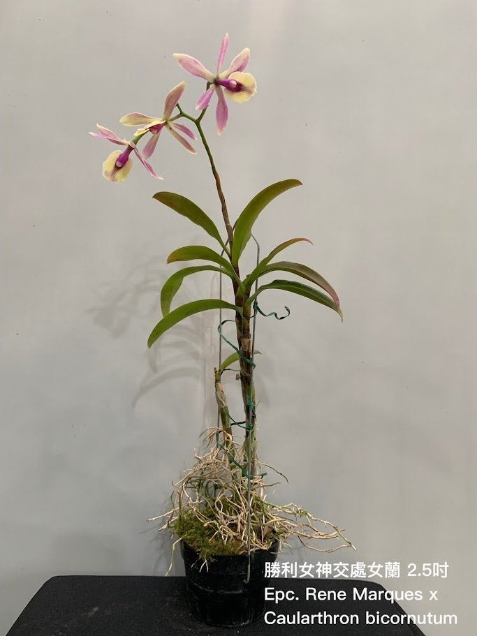 Epicattleya René Marqués x Caularthron bicornutum