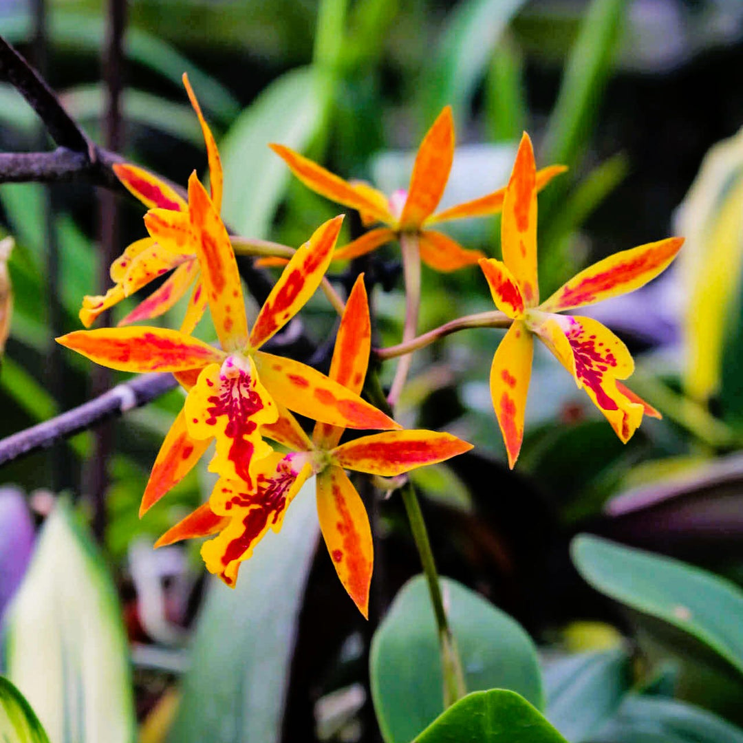Epicatanthe Hsiang Yu Gold Coast (Ctt. Oliver x Epi. stamfordianum)