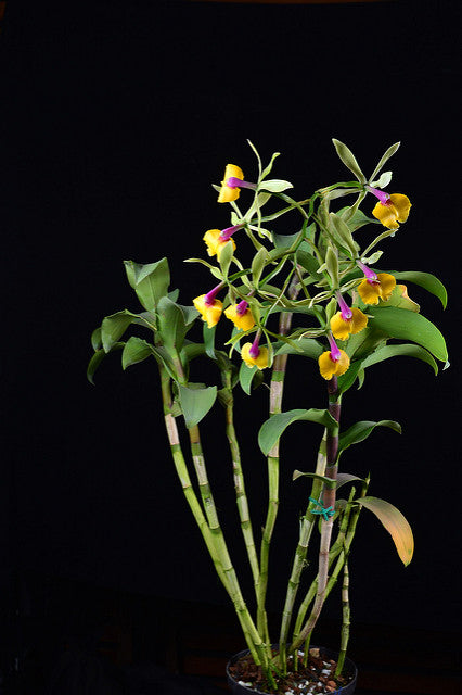 Epicattleya René Marqués 'Flamethrower' (Epi. pseudepidendrum x C. Claesiana)