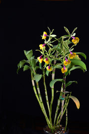 Epicattleya René Marqués 'Flamethrower' (Epi. pseudepidendrum x C. Claesiana)