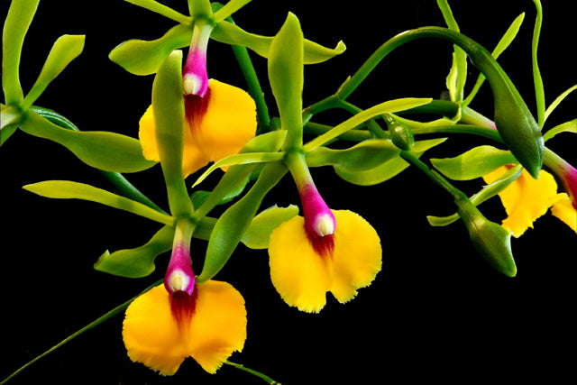 Epicattleya René Marqués 'Flamethrower' (Epi. pseudepidendrum x C. Claesiana)