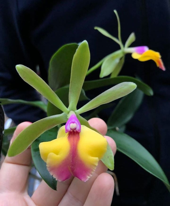 Epicattleya René Marqués 'Flamethrower' x Cattleya schilleriana