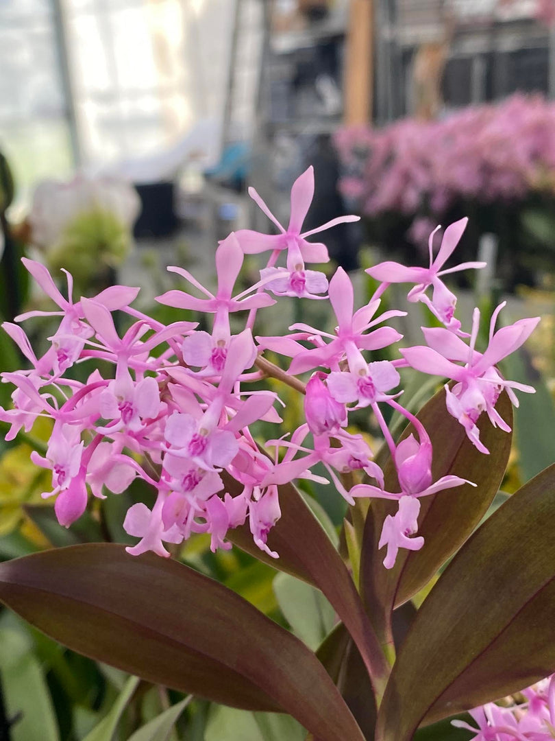 Epidendrum Anika Hassinger (capricornu x hugomedinae)