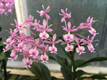 Load image into Gallery viewer, Epidendrum Anika Hassinger (capricornu x hugomedinae)