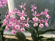 Epidendrum Anika Hassinger (capricornu x hugomedinae)