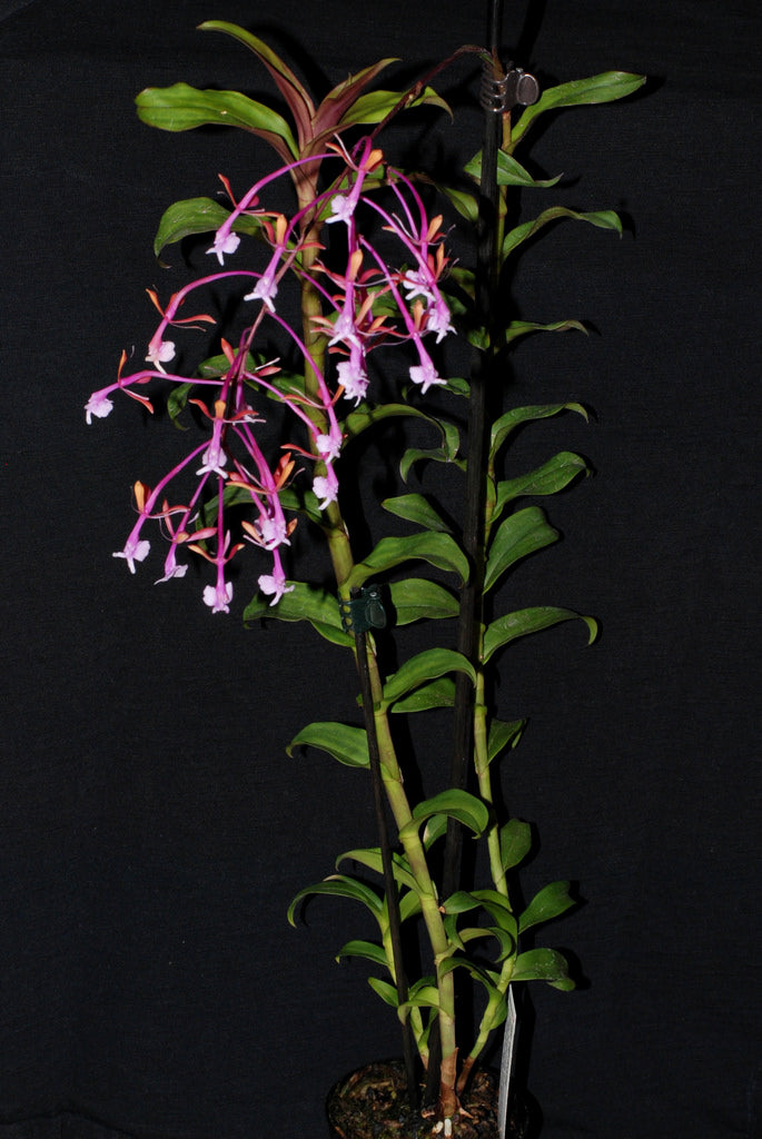Epidendrum capricornu