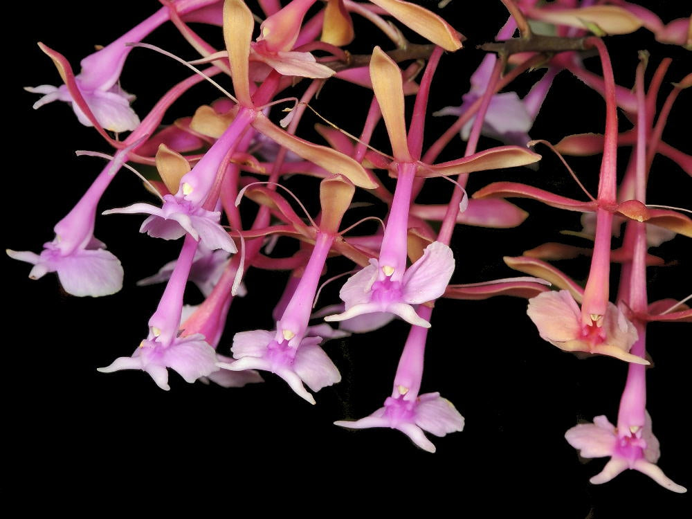 Epidendrum capricornu